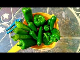 South Texas Garden after 21 Inches of Rain - First Pepper Harvest of the Year