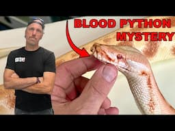 Blood Pythons - Unraveling A Misunderstood Species