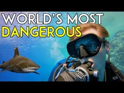 The Most Dangerous Shark Isn't the Great White...