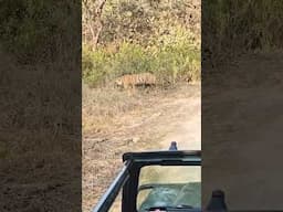 #travel #wildlife #tiger #ranthambore #ranthamboresafari #ranthamboretigerreserve #tigerreserve