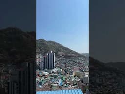Busan’s Cherry blossom! #shorts #busan #southkorea