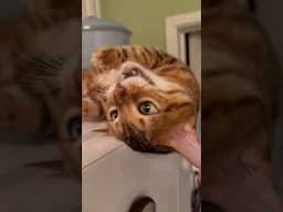 #3 #minute #meows #plus #pets #cat #henrythebengal #cutecat #meowsounds #viralvideo