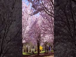 Cherry Blossoms In Bloom