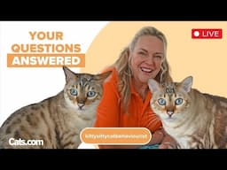Cat Chat Tuesday with Amanda from Kittysitty - Clinical Cat Behaviourist - Live Q & A
