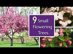 Small Garden? These Trees Bloom Without Getting Huge