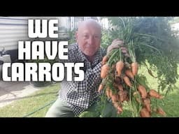 Growing carrots in containers [Container Gardening ]