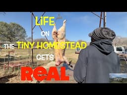 🐄The REALITY of FARM to Table MEAT Processing on The Homestead #offgrid #homestead #tinyhouse #food