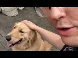 CAMBODIA CUTE DOGS 🐕🐶 (not for food 🍖) 🇰🇭
