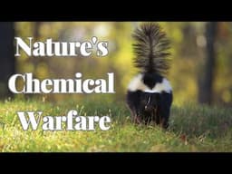 Nature's Chemical Warfare: 5 Animals with Powerful Defensive Odors