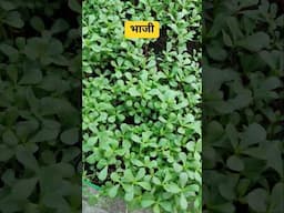 नोनिया की भाजी #garden #terracegardening #gharkikheti #terracegardenindia #gardening