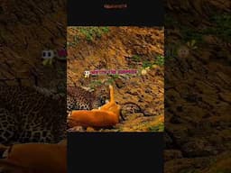 Hyena vs Leopard, Can the Gazelle Escape??? #shorts #wildlife #animals #leopard #hyena #gazelle