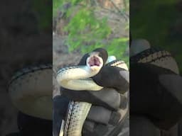 Unique Snake With a Patch Nose!