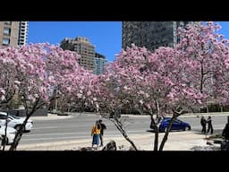 Kariya Park Sakura(Cherry Blossom) 2025