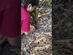 Yum harvest 🇵🇭