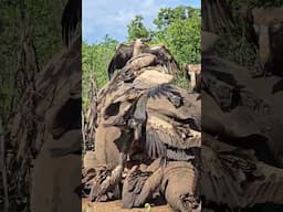 Vultures Battle for Elephant Carcass  Nature’s Clean up Crew in Action  Kruger Park Sighting