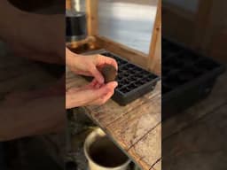 Seed starting in the greenhouse is my happy place 🌱☀️ #seedstarting #plantingseeds #greenhouse