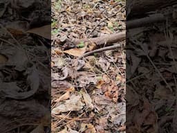 First Morel Sighting of 2025.  #foraging #palmettoprepared
