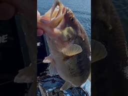 6.4 Pound Winter Bass #fishing