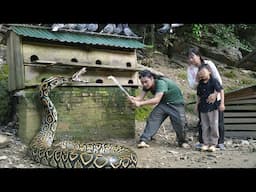 Giant Python Attacks My Baby Pigeons' Nest, Stream Fishing, Cooking, Farm Life, SURVIVAL ALONE