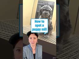 How to spot a puppy mill #howto #puppy #humaneworld