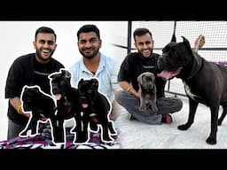 Biggest Cane Corso Farm in Haryana😱
