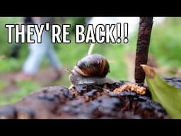 THE SLUGS ARE BACK!! / ALLOTMENT GARDENING UK