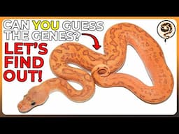 Learn how to Identify Ball Python Genetics!