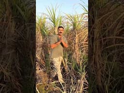 मिट्टी में फास्फोरस की कमी? अब नहीं! जानिए कैसे 🌾