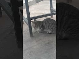 #ytshorts #shortsfeed #viralshort #youtubeshorts #animals #cats #catshorts