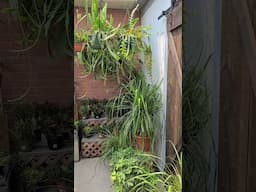 Plant Shopping at Flora Bella Part 1 🌿 #jaclynnsjungle #plantshopping #houseplants