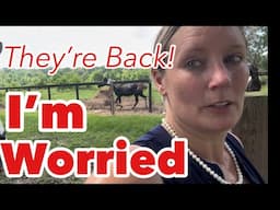 Just When We Least Expected It: The Neighbors Horses Are Back