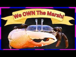 Fiddler Crabs OWN The Marsh!