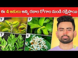 ఈ 5 మొక్కల  ఆకులు  ఎన్నో రోగాలనుంది దూరం చేస్తాయి   Most Effective Leaves For Good health   Fit Tube