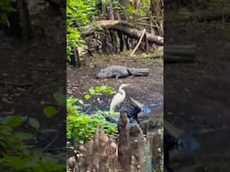 A Wild Swamp