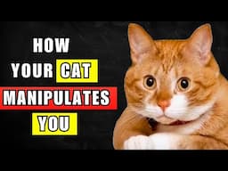 7 Highly Effective Techniques Your Cat Uses To Manipulate You