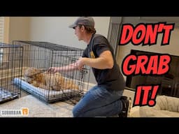 Dog Steals Things, Runs Away and Gets Aggressive?  Here's How to Stop It!