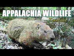 Appalachia Wildlife Video 25-21 of AS THE RIDGE TURNS in the Foothills of the Great Smoky Mountains