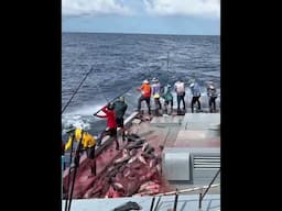 #poleandline #skipjacktuna #onebyone #sustainablefishing