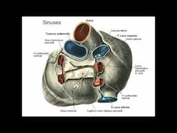 The pericardium