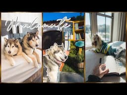 Malamute February vlog