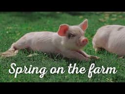 Spring on our Farm in the Cotswolds