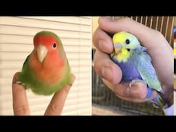 Smart And Funny Parrots Parrot Talking Videos Compilation (2025) - Cute Birds #24