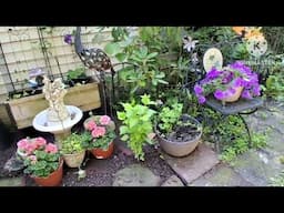 HUMMINGBIRDS & KITCHEN APPLIANCES ❤️MAKING A SECRET GARDEN SENIOR FRIENDLY