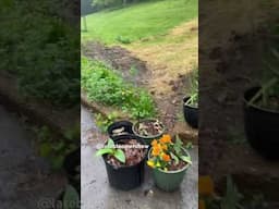 It was supposed to be a work day! #garden #rainsounds