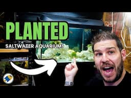Can I Turn This Tetra Aquarium Into a Saltwater Paradise?