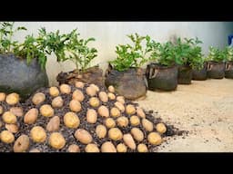 How To Grow Potatoes At Home