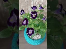 Torenia.