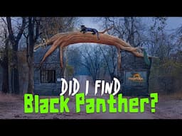Did I Finally See the Black Leopard? Mogarkasa Zone Pench - 4K Video Hindi | हिन्दी