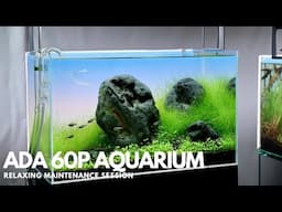 Relaxing Aquarium Maintenance - ADA 60P Nature Aquarium