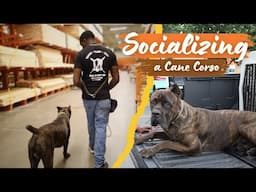 Taking a Cane Corso In Public— Is He Ready?